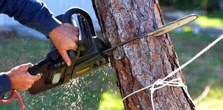 Best Tree Cabling and Bracing  in Seymour, IN