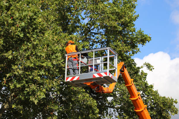 Best Tree Removal  in Seymour, IN