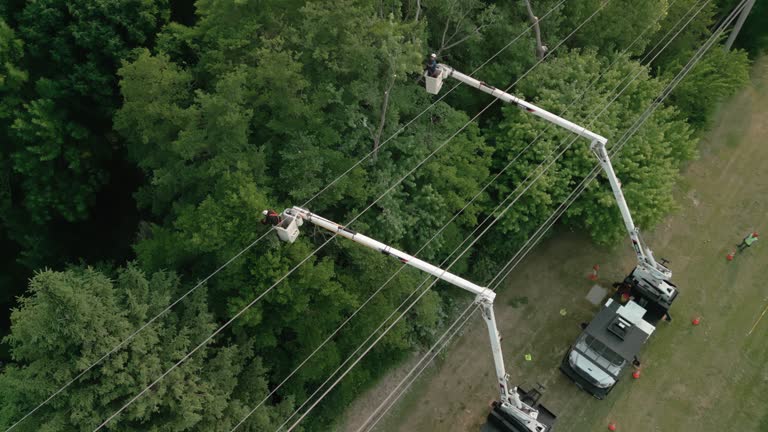 Best Tree Disease Treatment  in Seymour, IN